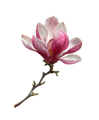 Fototapeta premium Close-up of a vibrant magnolia flower with pink and white petals, delicate stem