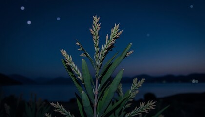 Obraz premium plant silhouette night sky stars over water landscape