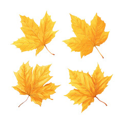 Fototapeta premium Four vibrant golden-yellow maple leaves arranged in a square pattern. Detailed, outlined, and slightly stylized illustration
