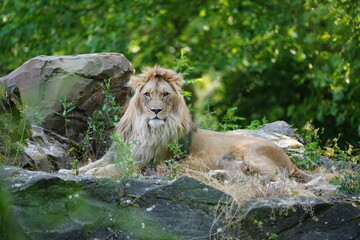 Lion, Lew © Hubert