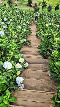 A series of video clips showing a beautiful field of blooming hydrangea flowers at The Florest in Ta Nung, Da Lat. The footage captures the serene and picturesque landscape of the tourist area.
