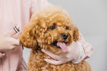 Dog grooming session featuring a fluffy golden poodle being pampered by a groomer in a pink outfit, showcasing the care and attention given to pets during grooming appointments 