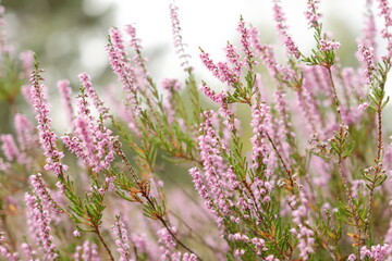 Wrzosowiska w Most&oacute;wce w sierpniu