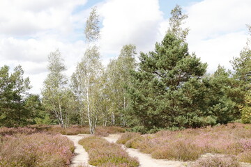 Wrzosowiska w Most&oacute;wce w sierpniu