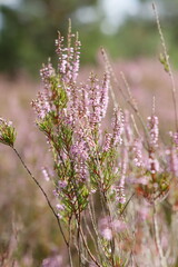 Wrzosowiska w Most&oacute;wce w sierpniu