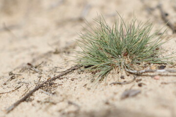 Wrzosowiska w Most&oacute;wce w sierpniu