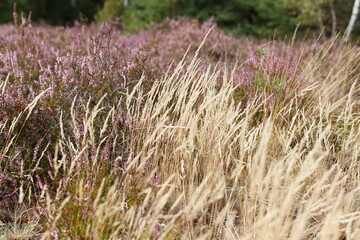 Wrzosowiska w Most&oacute;wce w sierpniu