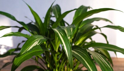 Fototapeta premium Close-up of a vibrant houseplant with variegated leaves, showcasing intricate patterns and lush green foliage.