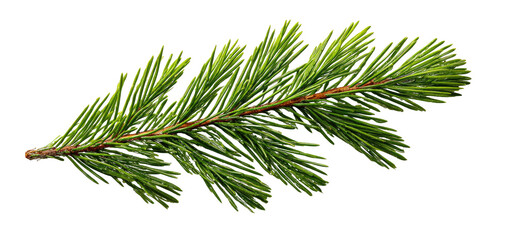 Close-up of a pine branch with vibrant green needles