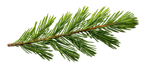 Close-up of a pine branch with vibrant green needles