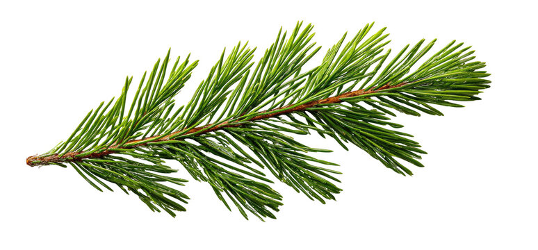 Close-up of a pine branch with vibrant green needles