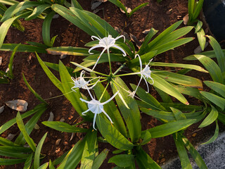 Fototapeta premium White flower of Hymenocallis littoralis or beach spider lily, on brown soil, flat lay or top view