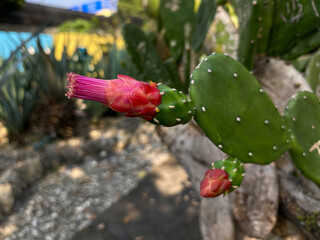 Flower of cactus Opuntia cochenillifera