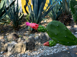 Flower of cactus Opuntia cochenillifera