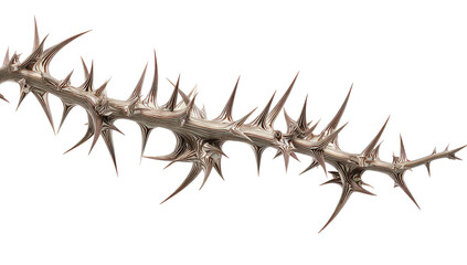 Long, spiky, light beige branch.  Detailed, intricate thorns