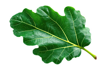 Naklejka premium Close-up of a vibrant green fig leaf, sharply defined against a black background. Leaf veins are clearly visible