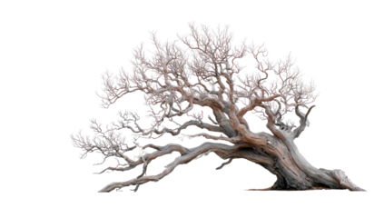 A gnarled, leaning tree,  pale pink and tan, against a black background.  Detailed branches and foliage