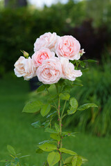 Pink and White Rose Close-up