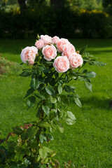 Pink and White Rose Close-up