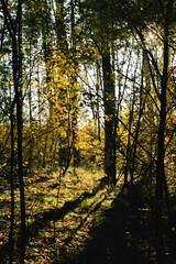 Fototapeta premium Autumn forest landscape with woodland road