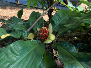 Rohdea japonica fruit in red color