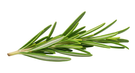 Fototapeta premium Fresh green rosemary sprig with needle like leaves on background herb plant