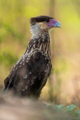Southern Caracara (Polyborus plancus) , Tierra del Fuego, Patagonia, Argentina