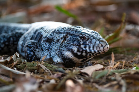 Black and white Tegu Lizard,Tupinambis merianae,Pantanal,Brazil
