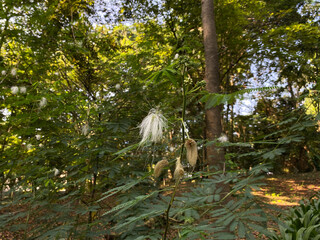 Wilted flower of Albizia julibrissin or persian silk tree