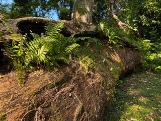 Aged tree trunk on top of the green grass, covered by moss and fern