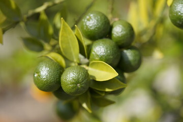 Citrus myrtifolia ,Hardas, the myrtle-leaved orange tree, is a species of Citrus with foliage similar to that of the common myrtle. Rutaceae family.