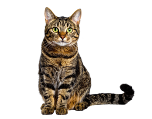 European Shorthair Cat Sitting Gracefully, Front View, Isolated