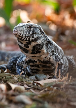 Black and white Tegu Lizard,Tupinambis merianae,Pantanal,Brazil