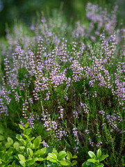 Obraz premium lavender flowers in the garden