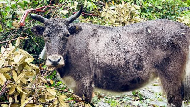 Wet funny cow portrait during the rainy day. Cute animal looking at camera with sad glance. Livestock, agriculture and traveling 4K concept. Makalu Barun National park, Himalayas, Nepal.