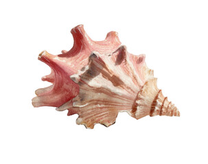 Obraz premium Close-up of a pink seashell