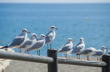 Seagull perched on wood at rocky shore with waves, ocean and blue landscape
