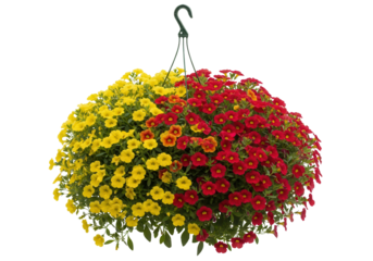 Vibrant Bicolor Yellow and Red Calibrachoa Hanging Flower Basket isolated on White