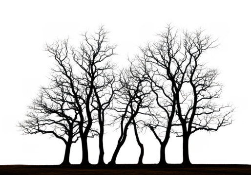 Detailed black and white illustration of two trees isolated on transparent background