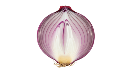 Red onion half with visible layers and roots on background image