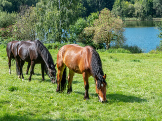 Konie nad jeziorem w Olsztynie. © Janusz Lipiński