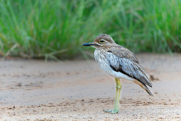 Water thick-knee or water dikkop (Burhinus vermiculatus) searching for food in Kruger National Park in South Africa