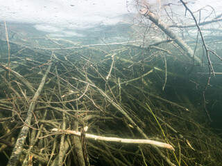 Beaver's nutrition raft under ice at lake