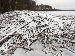 Beaver's lodge in winter