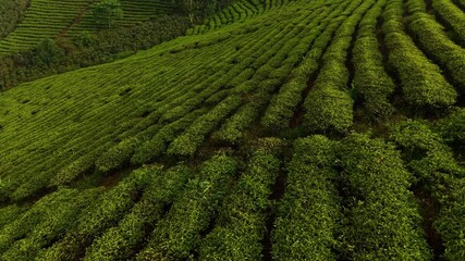 Aerial journey over lush green tea plantation hills in serene landscape Da lat Vietnam.