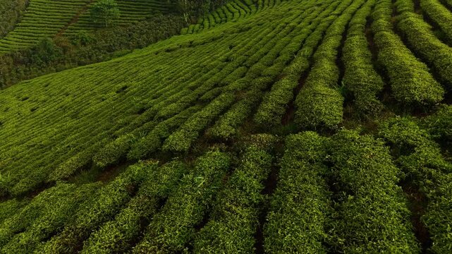 Aerial journey over lush green tea plantation hills in serene landscape Da lat Vietnam.