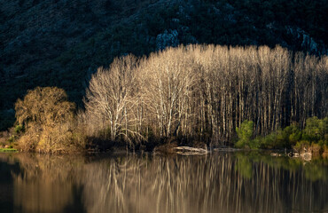 Reflected poplars.