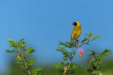 Southern masked weaver ( Ploceus velatus) sitting in top of a bush with colorful flowers in a game reserve near the Mkuze Falls in South Africa