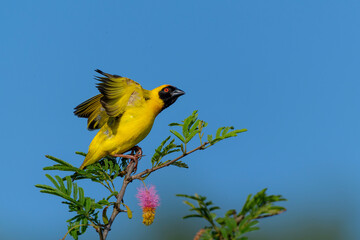 Southern masked weaver ( Ploceus velatus) sitting in top of a bush with colorful flowers in a game reserve near the Mkuze Falls in South Africa