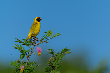 Southern masked weaver ( Ploceus velatus) sitting in top of a bush with colorful flowers in a game reserve near the Mkuze Falls in South Africa